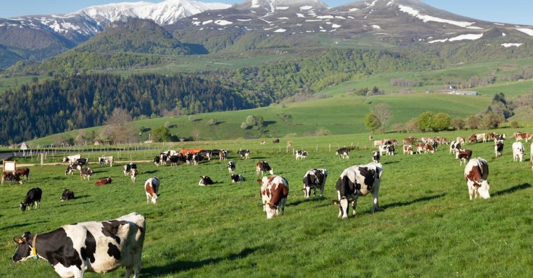 Envie de découvrir l&rsquo;Auvergne à cheval ?